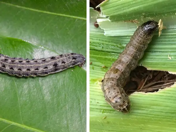 Armyworm Damage To Grass Blade