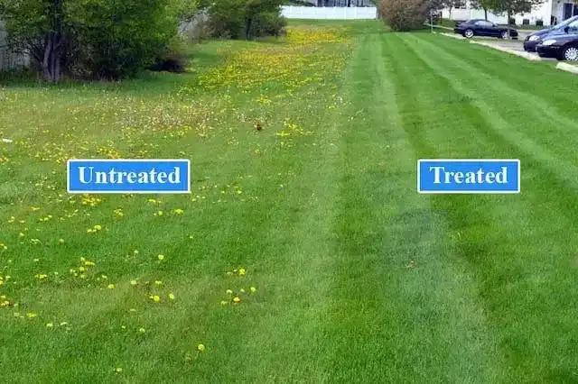Weed Control Treated Versus Untreated Lawn