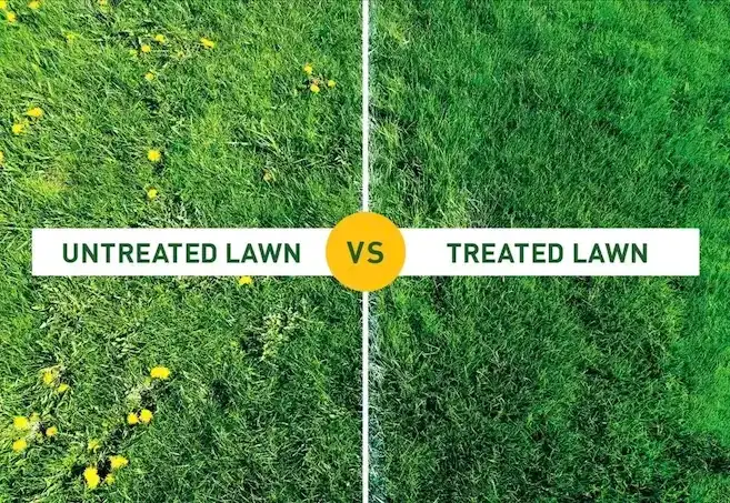 Treated Versus Untreated Lawn For Weeds
