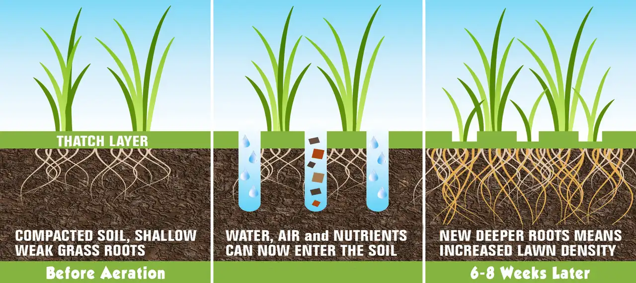 Before & After Lawn Aeration