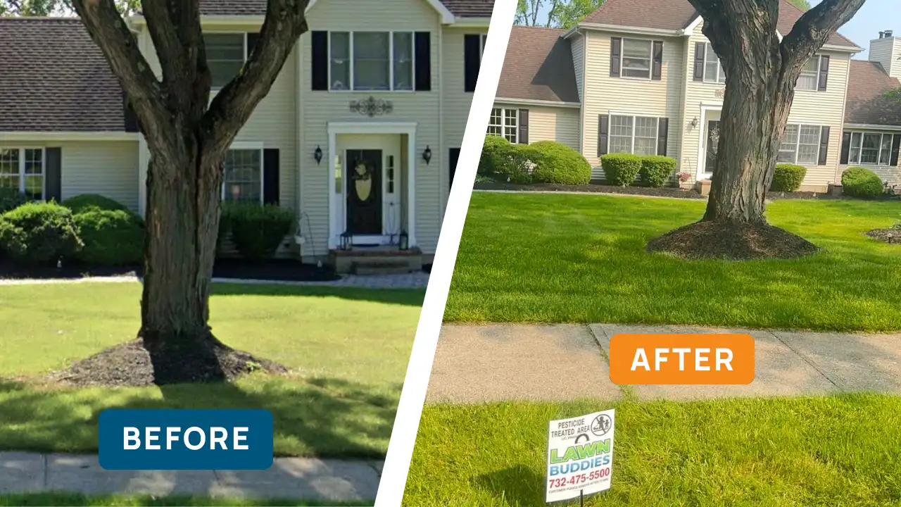 Before and After photos of a treated lawn
