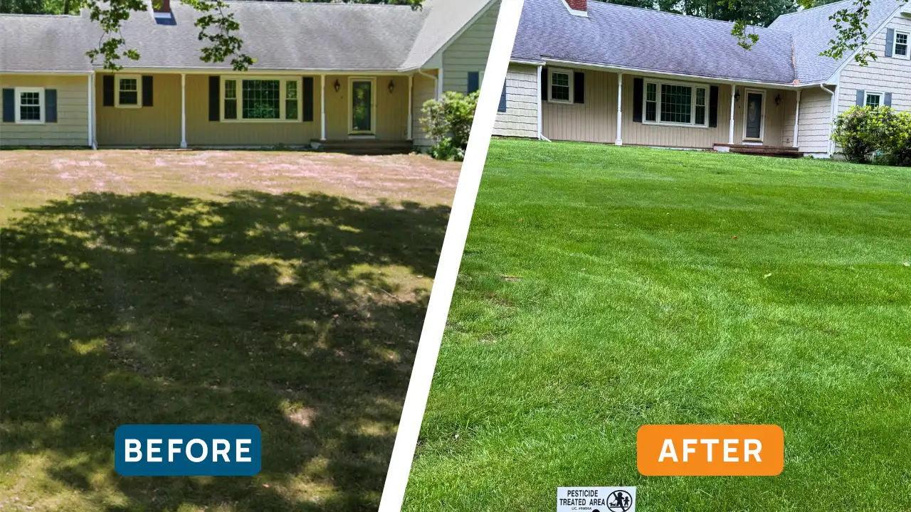 Before and After photos of a treated lawn