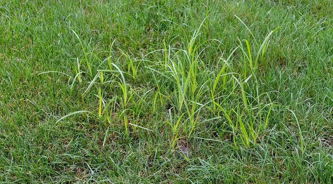 Nutsedge Weed Growth In New Jersey Lawn