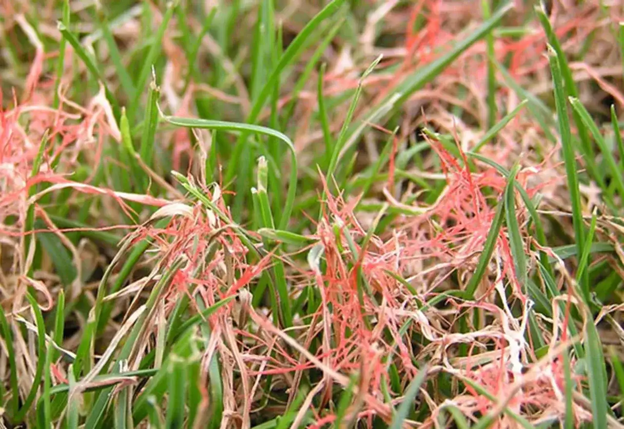 Problem Grass Red Thread Disease In Lawn