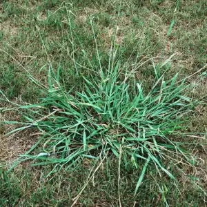 Dallisgrass In New Jersey Lawn