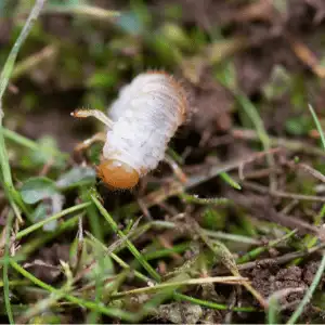 Grubs Control In New Jersey Lawns