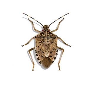 Chinch Bugs in Bridgewater, NJ