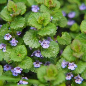 Creeping Charlie (Ground Ivy) in Toms River, NJ