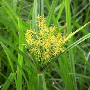 Getting Rid of Nutsedge in Bound Brook, NJ