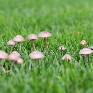 Mushrooms In Your Lawn: Hillsborough, NJ