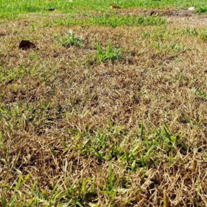 Signs of Surface Insect Damage in Jackson, NJ