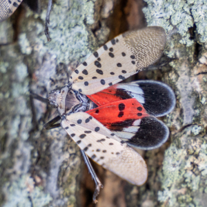 Spotted Lattern Flies in Manalapan, NJ