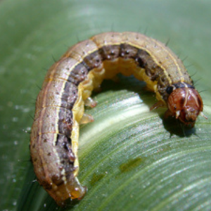 How Can I Control Armyworms in Toms River, NJ?