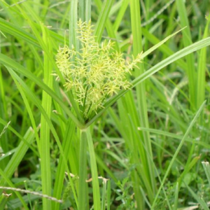 What’s The Difference Between Nutsedge & Dallisgrass?