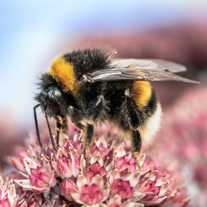 Bees in your yard: understanding the importance of these pollinators in Bridgewater, NJ