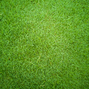 What is Bermudagrass?
