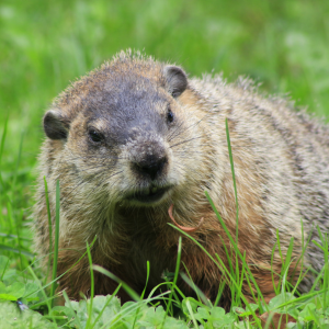 Animals That Can Damage Your Lawns in Bridgewater, NJ