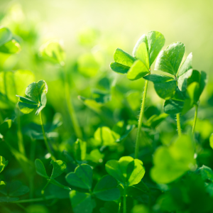 Are Clovers Bad For My Lawn?