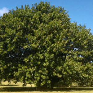 Does Tree Coverage Affect My Lawn?