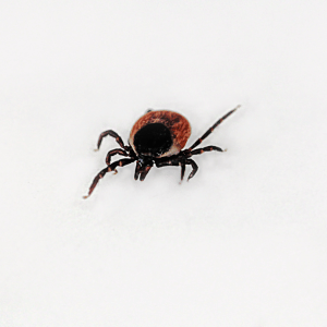 6 Things To Know About Lyme Disease Prevention & Ticks