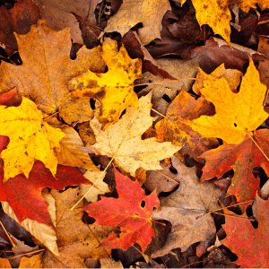 Fall Maintenance Checklist