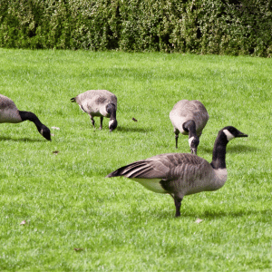 Animals That Can Damage Your Lawn In Fair Hills, NJ