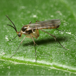 Can Gnats Damage Your Lawn?