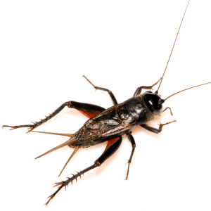 Crickets And Sprickets: Can They Damage Your Lawn?