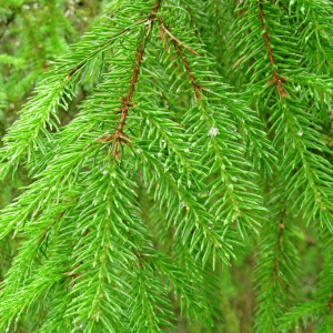 Pine Needles And Your Lawn