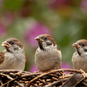 Can Birds Affect Your Aeration & Seeding?