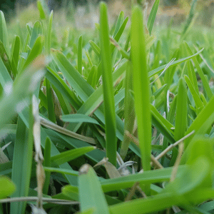 What Is Buffalo Grass?