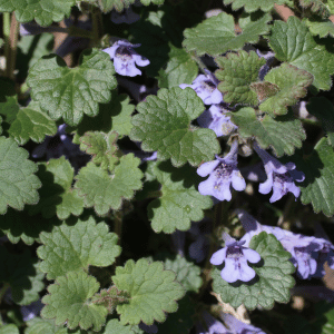 What Is Ground Ivy?