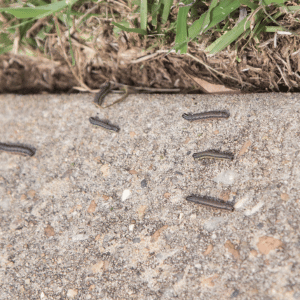 How To Identify And Treat Armyworms