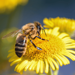 Bees In The Yard: Understanding The Importance Of Bees In Freehold, NJ