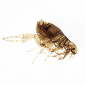 Fleas: Can They Damage Your Lawn?