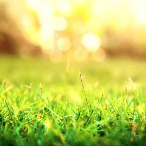 Why Is Grass Good For The Environment?