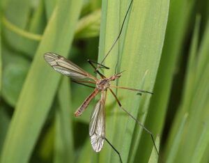 Crane Flies & Leather Jacket Bugs