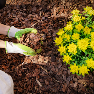 How Can I Control Weeds?