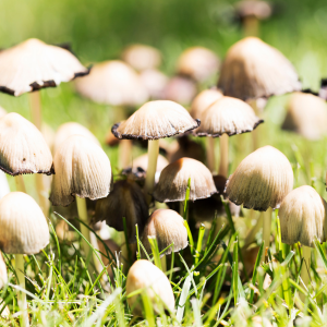 Mushrooms In Your Lawn: Manalapan, NJ