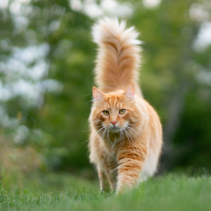 Can Dogs & Cats Damage Your Lawn?