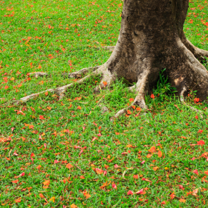 The ROOT Of The problem With Your Lawn Growth!