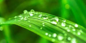 How Does Morning Dew Help The Lawn?