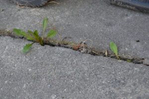 Why Do Weeds Grow in Cement & Rocks?