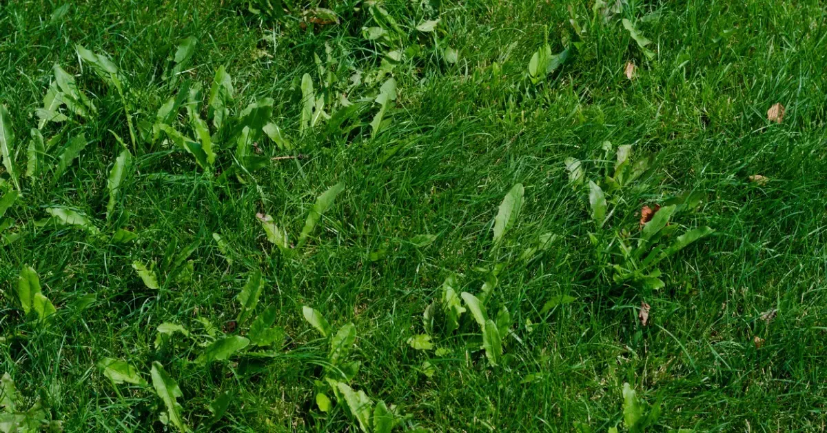 The Most Common Lawn Weeds in New Jersey