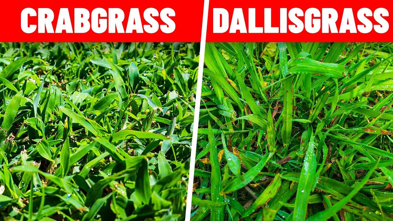 How To Remove and Control Dallisgrass?