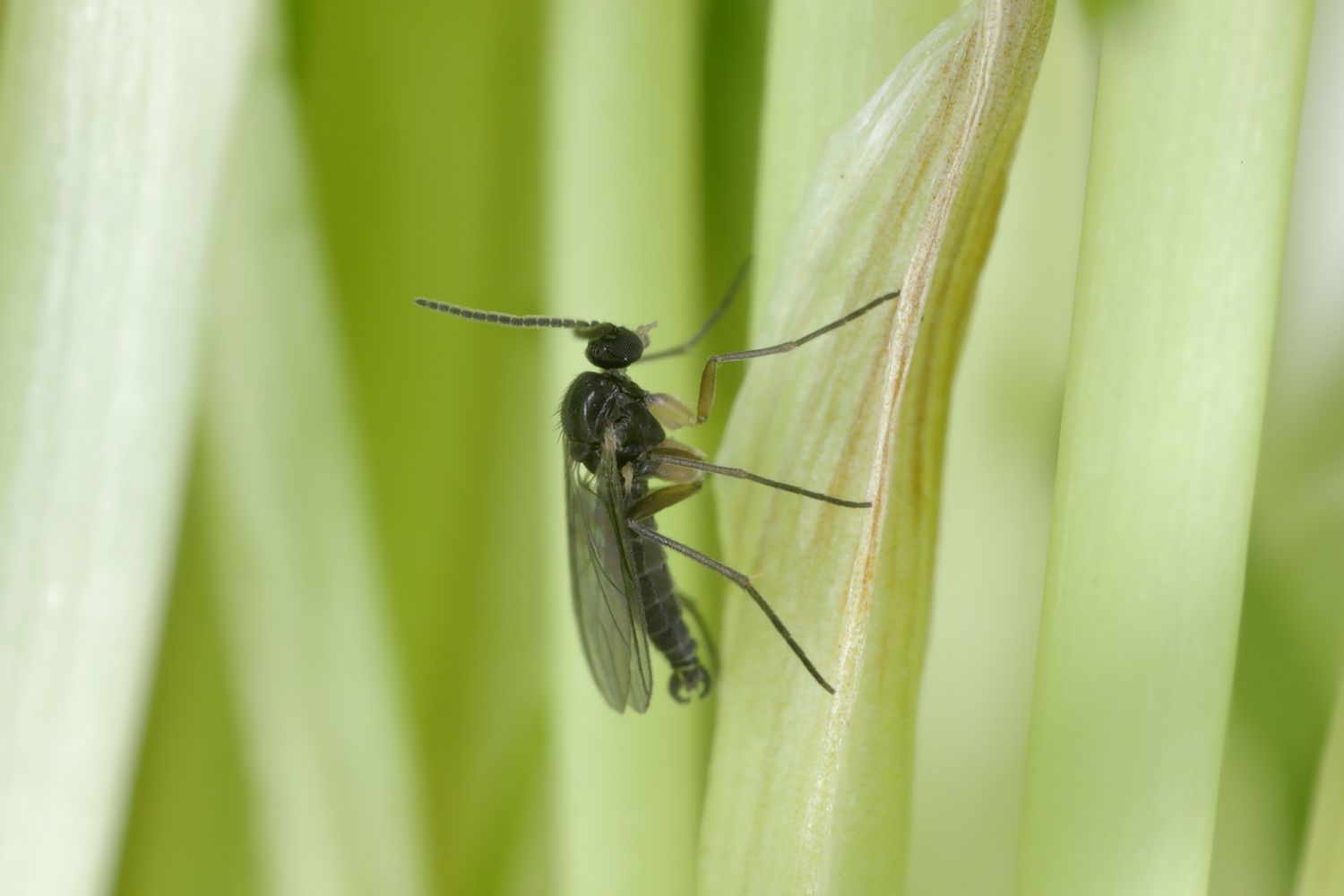 How To Get Rid of Lawn Gnats?