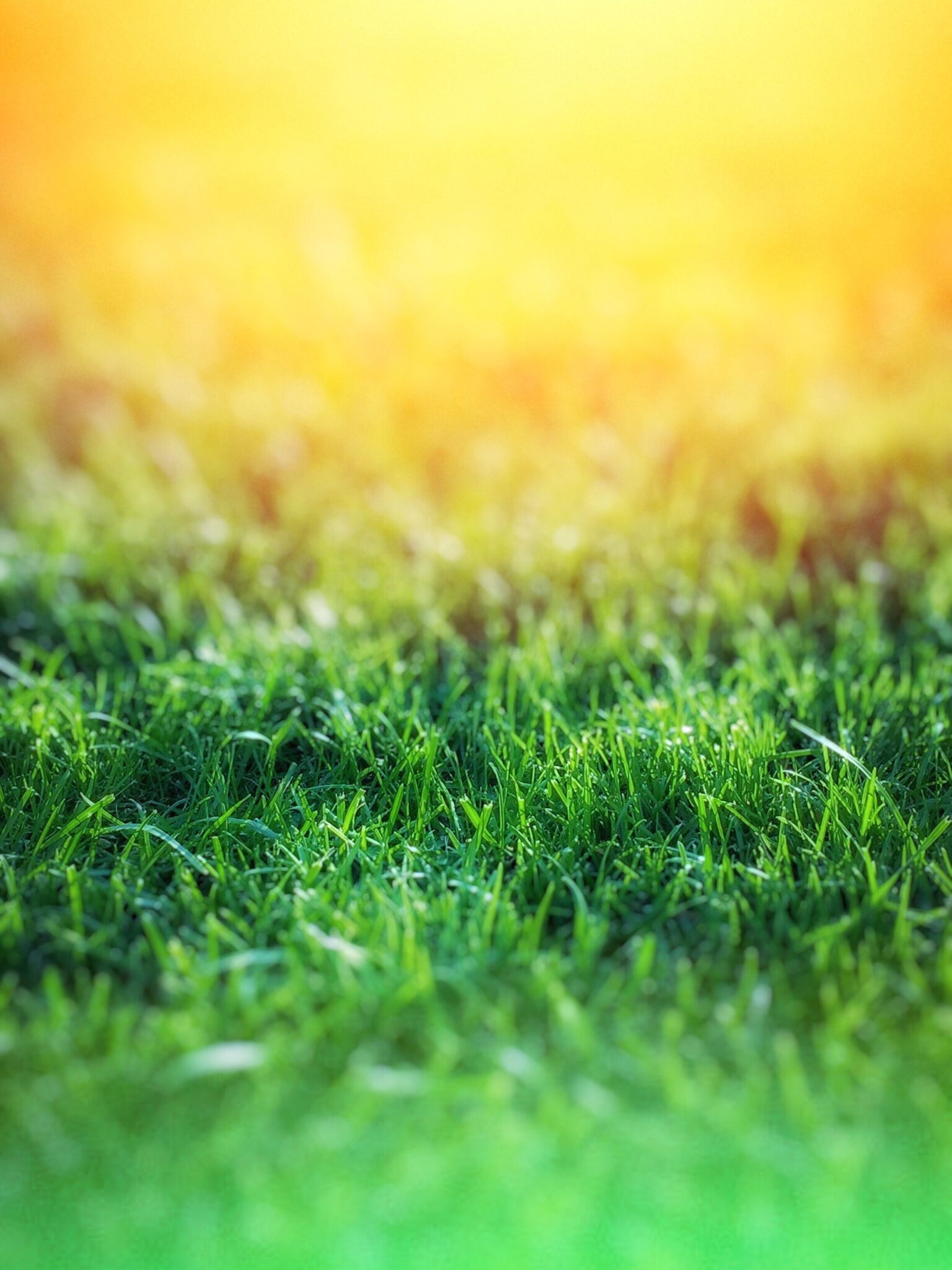 The Ultimate Guide to New Jersey Lawn Fertilization