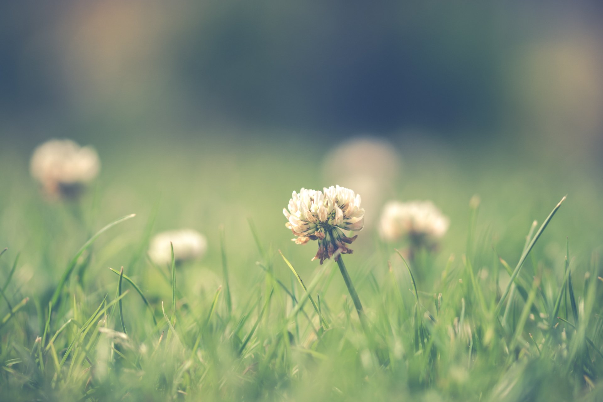 Best Weed Control Products for Lawns