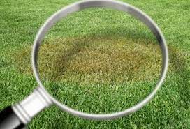 Common Summer Lawn Diseases and How to Prevent Them