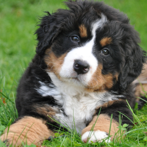 Pet-Friendly Backyard Activities in New Jersey: Keep Your Lawn Safe and Clean